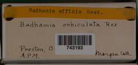 Badhamia affinis image